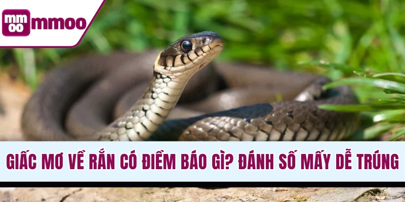 Giấc mơ về rắn